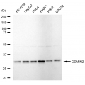 LifeSab™ KD-Validated GEMIN2 Rabbit mAb (20 μl)