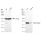 LifeSab™ KD-Validated GEMIN2 Rabbit mAb (20 μl)