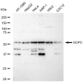 LifeSab™ KD-Validated GOPC Rabbit mAb (20 μl)