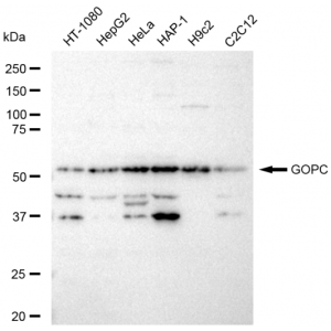 LifeSab™ KD-Validated GOPC Rabbit mAb (20 μl)