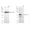 LifeSab™ KD-Validated GOPC Rabbit mAb (20 μl)