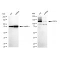 LifeSab™ KD-Validated GTF2I Rabbit mAb (20 μl)