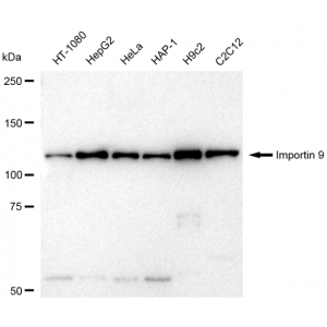 LifeSab™ KD-Validated IPO9 Rabbit mAb (20 μl)