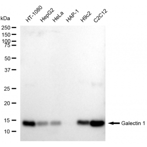 LifeSab™ KD-Validated LGALS1 Rabbit mAb (20 μl)