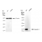 LifeSab™ KD-Validated LGALS1 Rabbit mAb (20 μl)