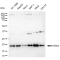 LifeSab™ KD-Validated HRAS Rabbit mAb (20 μl)