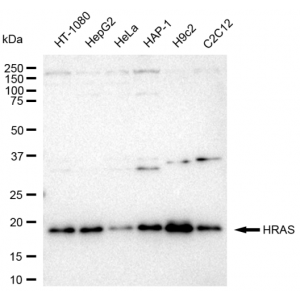 LifeSab™ KD-Validated HRAS Rabbit mAb (20 μl)