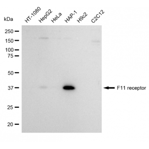 LifeSab™ KD-Validated F11R Rabbit mAb (20 μl)