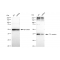 LifeSab™ KD-Validated F11R Rabbit mAb (20 μl)