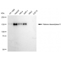 LifeSab™ KD-Validated HDAC6 Rabbit mAb (20 μl)