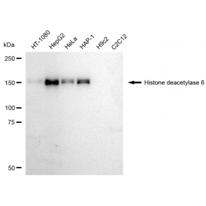 LifeSab™ KD-Validated HDAC6 Rabbit mAb (20 μl)