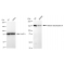 LifeSab™ KD-Validated HDAC6 Rabbit mAb (20 μl)