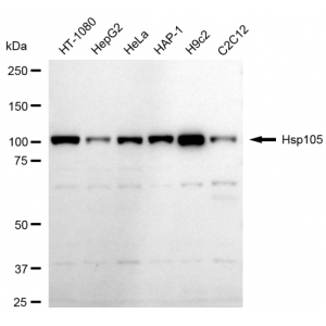 LifeSab™ KD-Validated Hsp105 Rabbit mAb (20 μl)