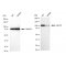 LifeSab™ KD-Validated Hsp105 Rabbit mAb (20 μl)