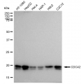 LifeSab™ KD-Validated CDC42 Rabbit mAb (20 μl)