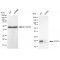 LifeSab™ KD-Validated CDC42 Rabbit mAb (20 μl)