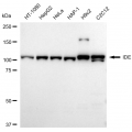 LifeSab™ KD-Validated IDE Rabbit mAb (20 μl)