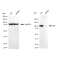 LifeSab™ KD-Validated IDE Rabbit mAb (20 μl)