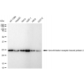 LifeSab™ KD-Validated GRB2 Rabbit mAb (20 μl)