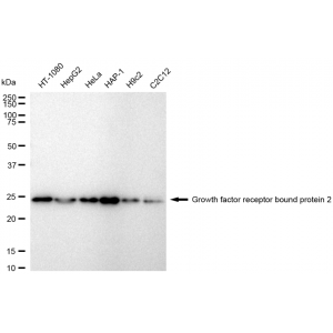 LifeSab™ KD-Validated GRB2 Rabbit mAb (20 μl)