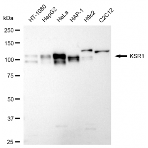 LifeSab™ KD-Validated KSR1 Rabbit mAb (20 μl)