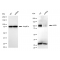 LifeSab™ KD-Validated KSR1 Rabbit mAb (20 μl)