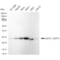 LifeSab™ KD-Validated GSTP1 Rabbit mAb (20 μl)