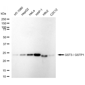 LifeSab™ KD-Validated GSTP1 Rabbit mAb (20 μl)