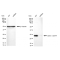 LifeSab™ KD-Validated GSTP1 Rabbit mAb (20 μl)