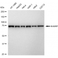 LifeSab™ KD-Validated KHSRP Rabbit mAb (20 μl)