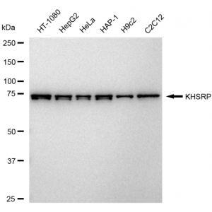 LifeSab™ KD-Validated KHSRP Rabbit mAb (20 μl)