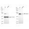 LifeSab™ KD-Validated KHSRP Rabbit mAb (20 μl)