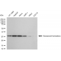 LifeSab™ KD-Validated GSC Rabbit mAb (20 μl)