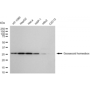 LifeSab™ KD-Validated GSC Rabbit mAb (20 μl)