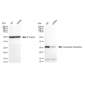 LifeSab™ KD-Validated GSC Rabbit mAb (20 μl)