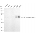 LifeSab™ KD-Validated E2F1 Rabbit mAb (20 μl)