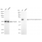 LifeSab™ KD-Validated E2F1 Rabbit mAb (20 μl)