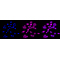 LifeSab™ KD-Validated EEF2 Rabbit mAb (20 μl)