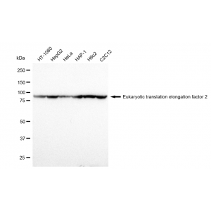 LifeSab™ KD-Validated EEF2 Rabbit mAb (20 μl)