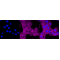 LifeSab™ KD-Validated MLD Rabbit mAb (20 μl)