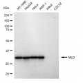 LifeSab™ KD-Validated MLD Rabbit mAb (20 μl)