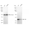 LifeSab™ KD-Validated MLD Rabbit mAb (20 μl)