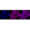 LifeSab™ KD-Validated CDK16 Rabbit mAb (20 μl)