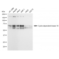 LifeSab™ KD-Validated CDK16 Rabbit mAb (20 μl)