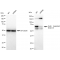 LifeSab™ KD-Validated CDK16 Rabbit mAb (20 μl)