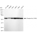 LifeSab™ KD-Validated Phospho-Src (Y529) Rabbit mAb (20 μl)