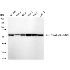 LifeSab™ KD-Validated Phospho-Src (Y529) Rabbit mAb (20 μl)