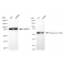 LifeSab™ KD-Validated Phospho-Src (Y529) Rabbit mAb (20 μl)