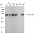 LifeSab™ KD-Validated GATAD2A Rabbit mAb (20 μl)