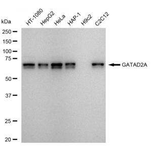 LifeSab™ KD-Validated GATAD2A Rabbit mAb (20 μl)